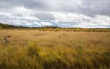 Сегозеро, image of landscape/habitat.