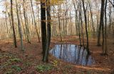 Урочище Липки, image of landscape/habitat.