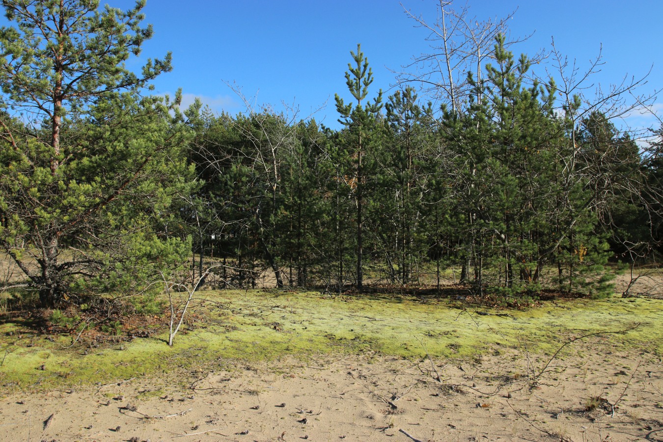 Сосновый Бор, image of landscape/habitat.