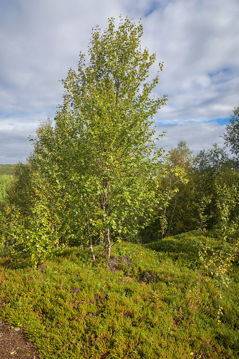 Лавна, image of landscape/habitat.