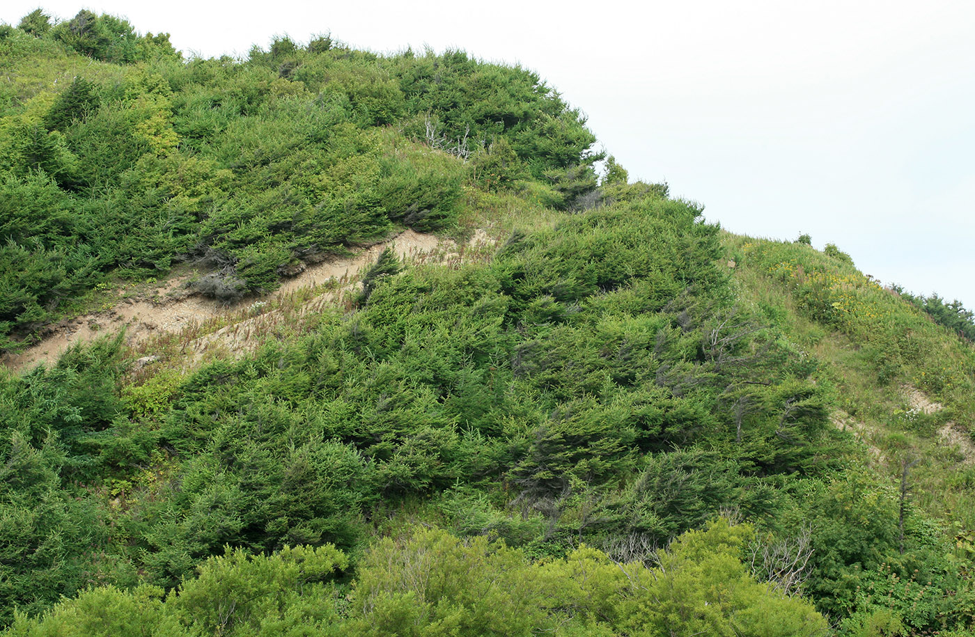 Старомаячный, image of landscape/habitat.