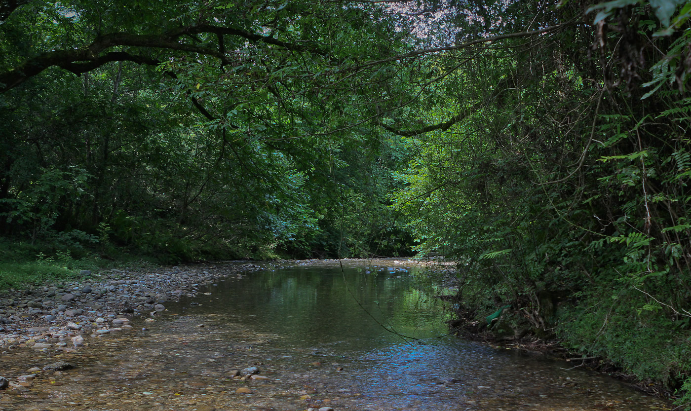 Пицунда, image of landscape/habitat.