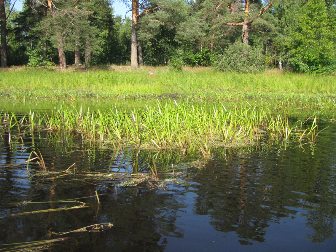 НП Мещёра, image of landscape/habitat.