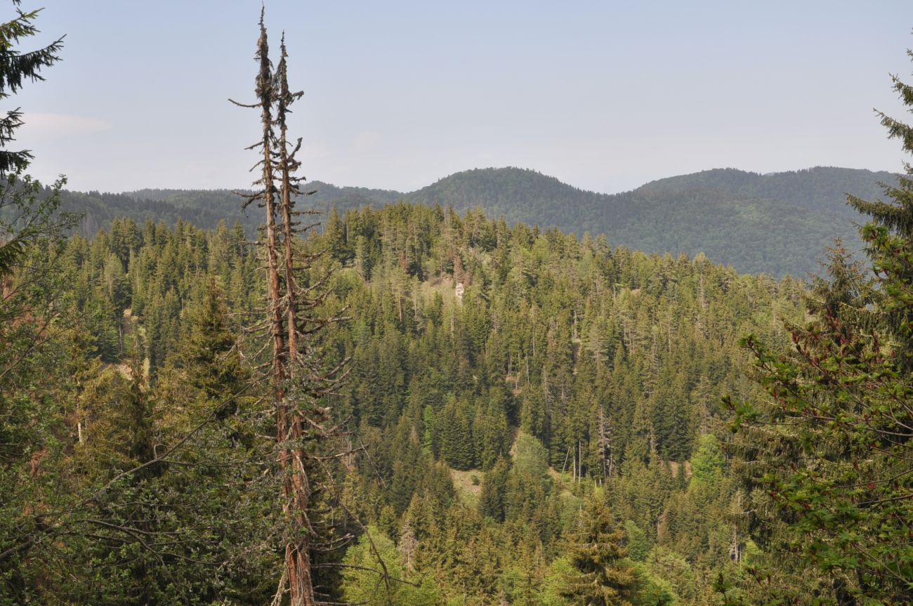 Нац. парк "Боржоми-Харагаули", image of landscape/habitat.