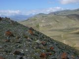 Чуйская степь, image of landscape/habitat.