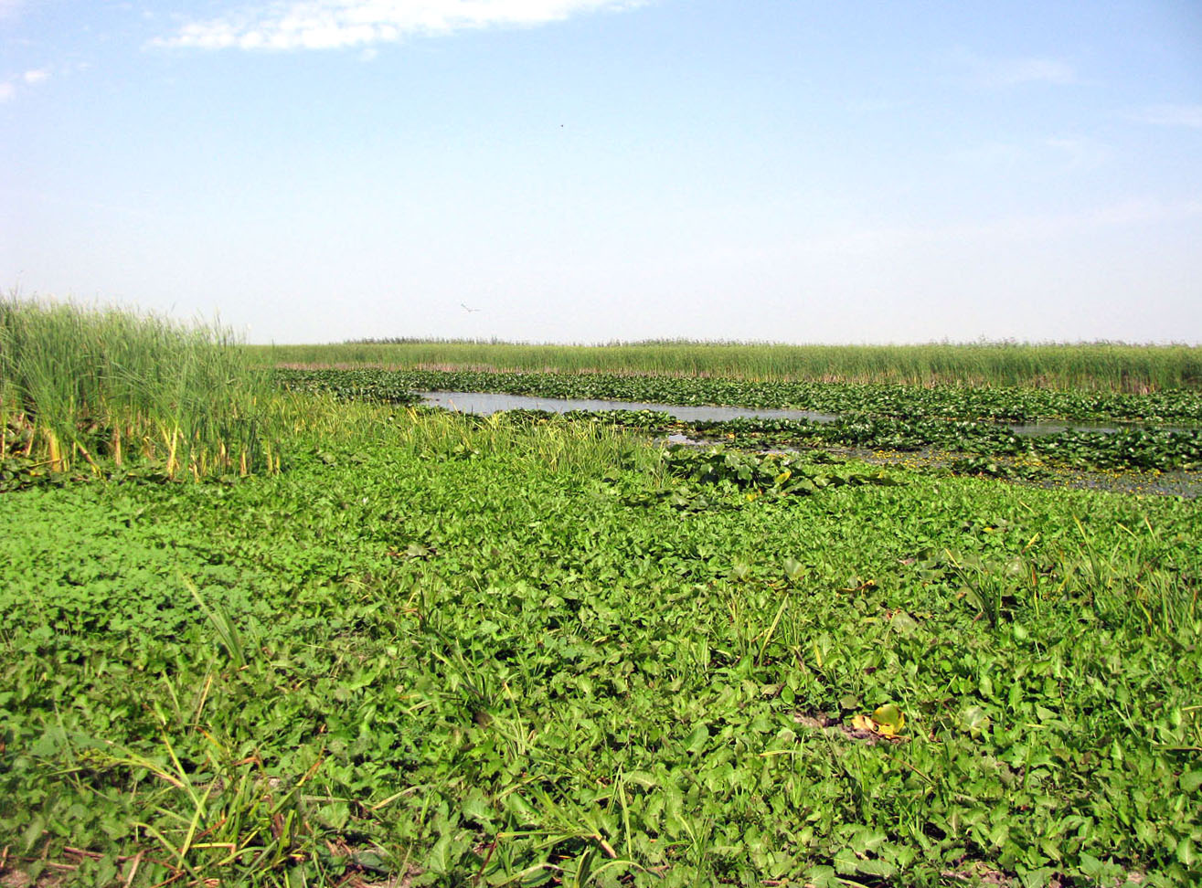 Бузан, image of landscape/habitat.