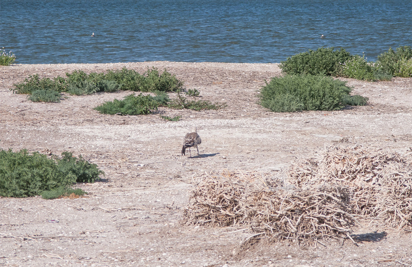 Коса Голенькая, image of landscape/habitat.