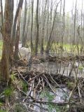 НПП "Деснянско-Старогутский", image of landscape/habitat.