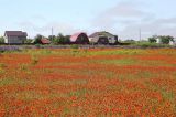 Южно-Сахалинск, image of landscape/habitat.