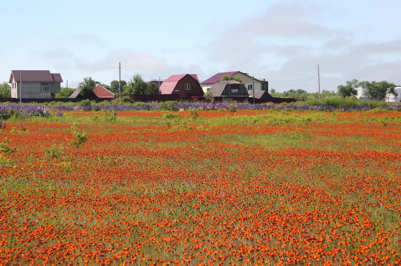 Южно-Сахалинск, image of landscape/habitat.