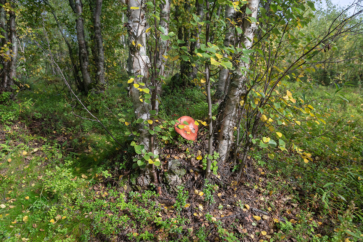 Лавна, image of landscape/habitat.