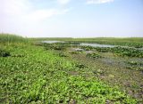 Бузан, image of landscape/habitat.