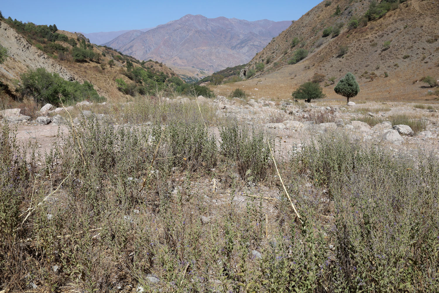 Гулькамские теснины, image of landscape/habitat.