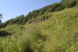 Окрестности водопада Цеси, image of landscape/habitat.