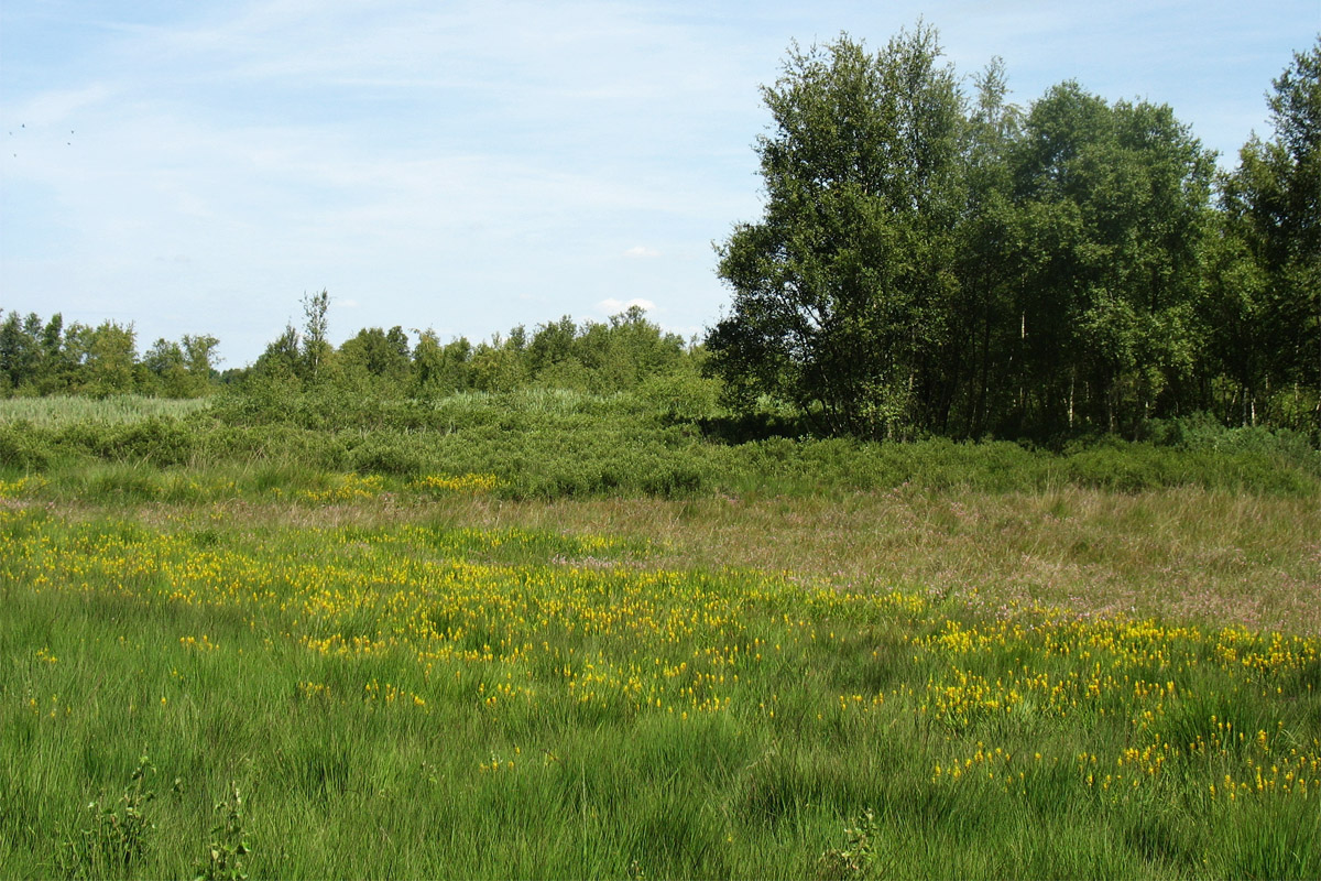 Норденвелд, image of landscape/habitat.