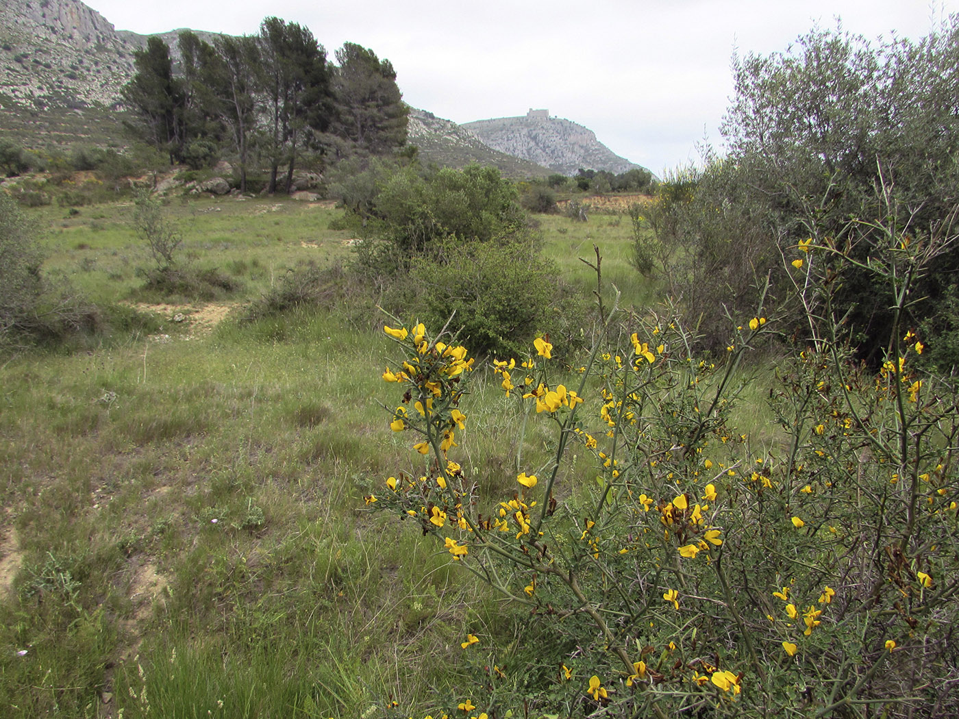 Горный массив Монгри, image of landscape/habitat.