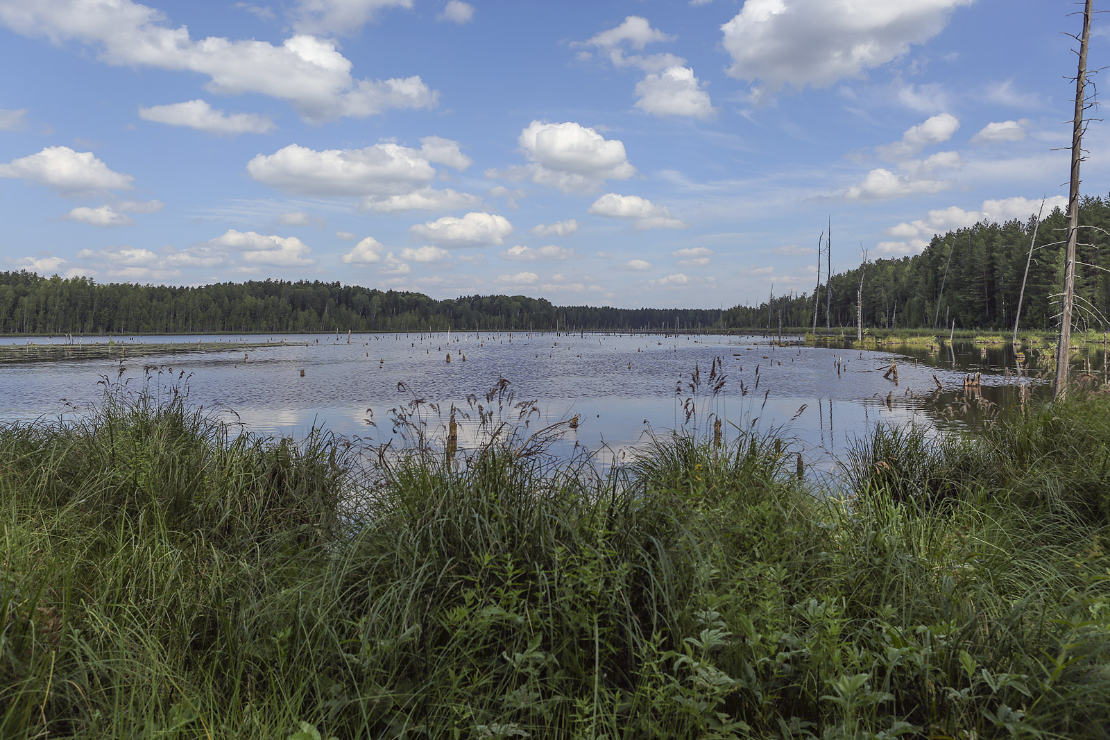 Кунчурихинский бор, image of landscape/habitat.