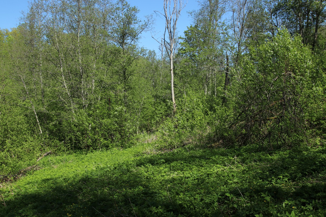 Ламошка, image of landscape/habitat.