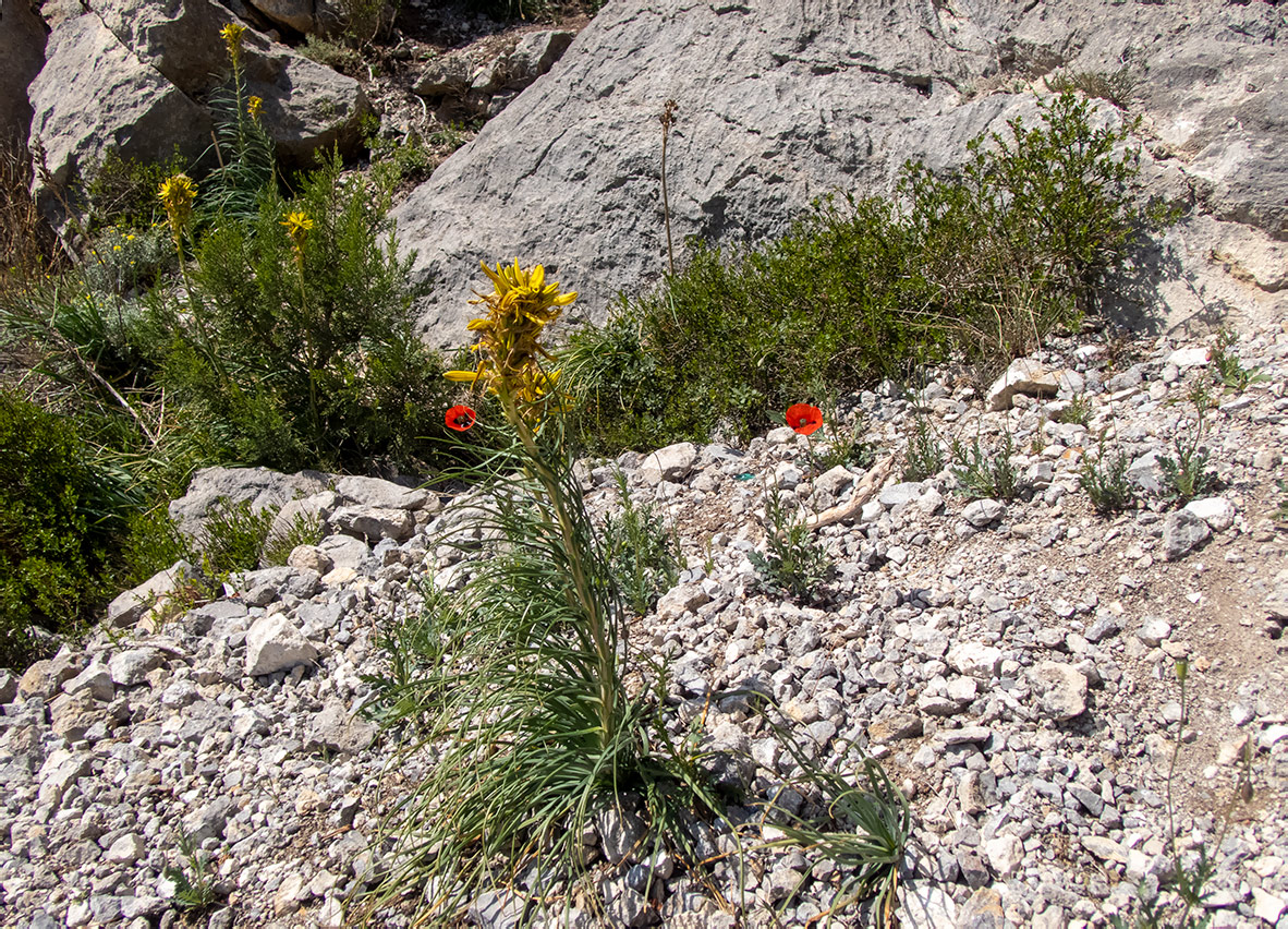Караул-Оба, image of landscape/habitat.