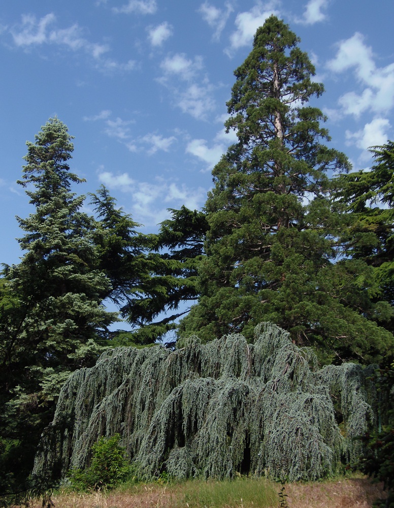 Никитский ботанический сад, image of landscape/habitat.