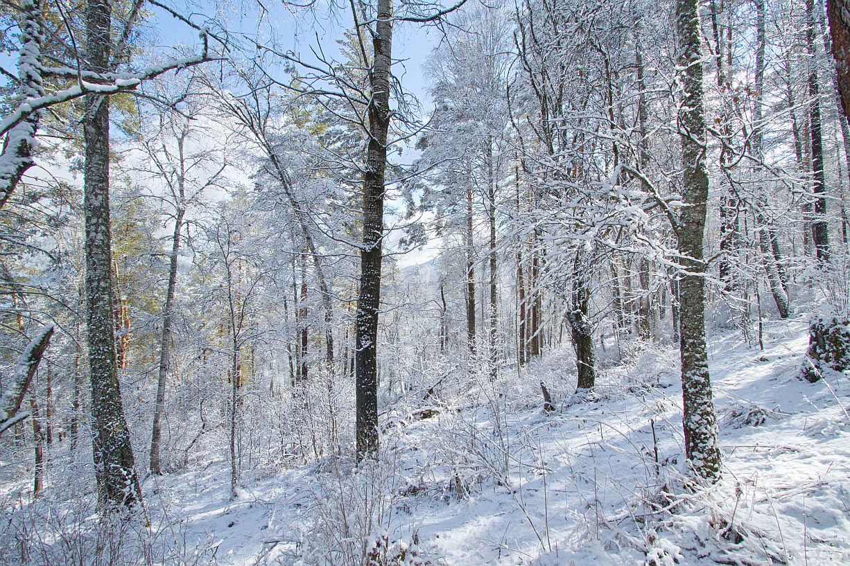 Камлак, image of landscape/habitat.