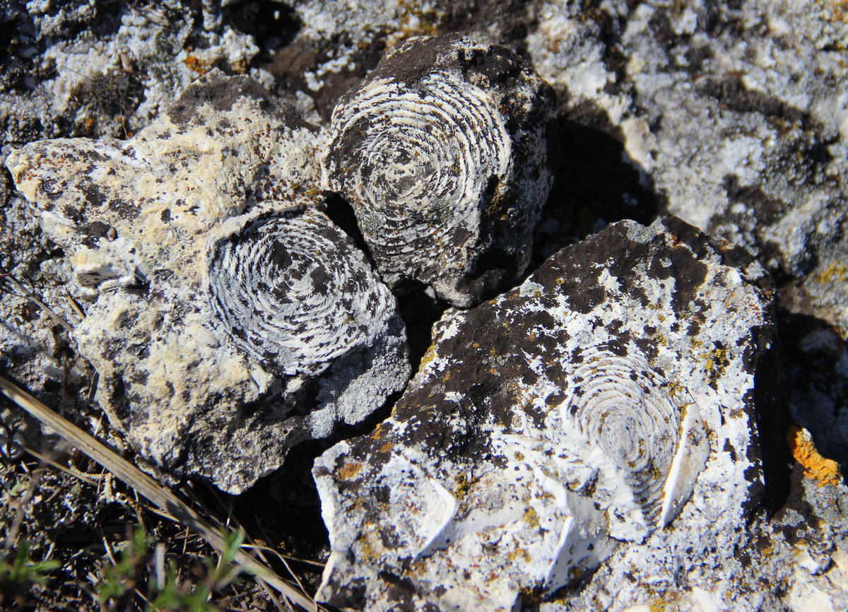 Белая Скала (Ак-Кая), image of landscape/habitat.