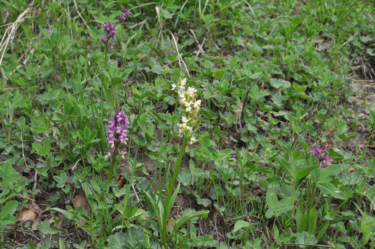 Гора Ломис-Мта, image of landscape/habitat.