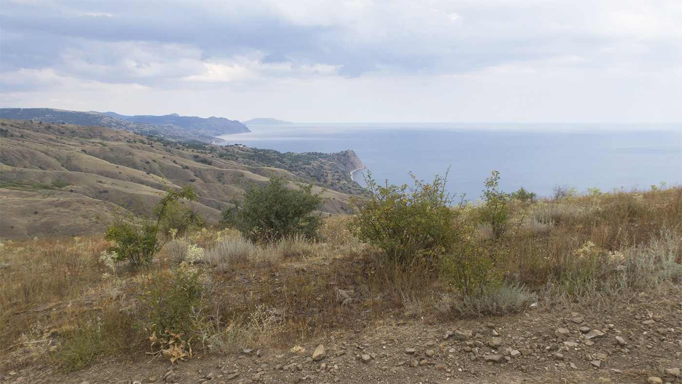 Гора Казах, image of landscape/habitat.