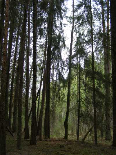 НПП "Деснянско-Старогутский", image of landscape/habitat.