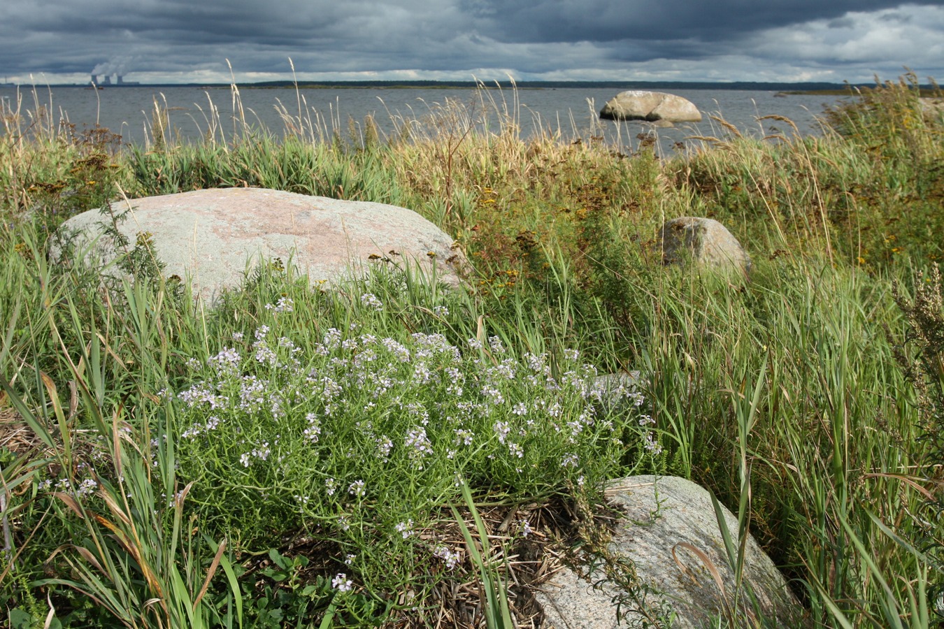 Мыс Дубовский, image of landscape/habitat.