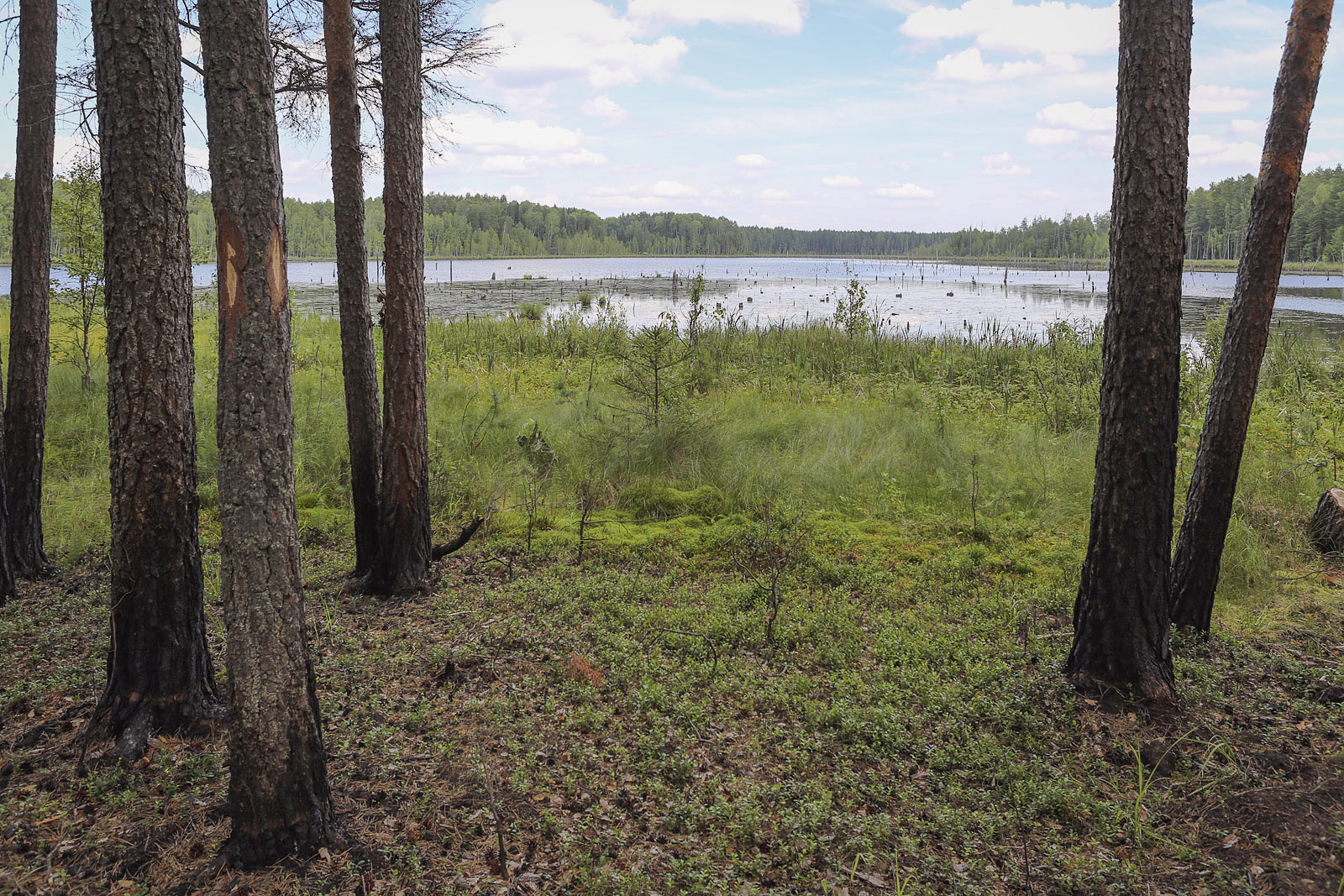 Кунчурихинский бор, image of landscape/habitat.