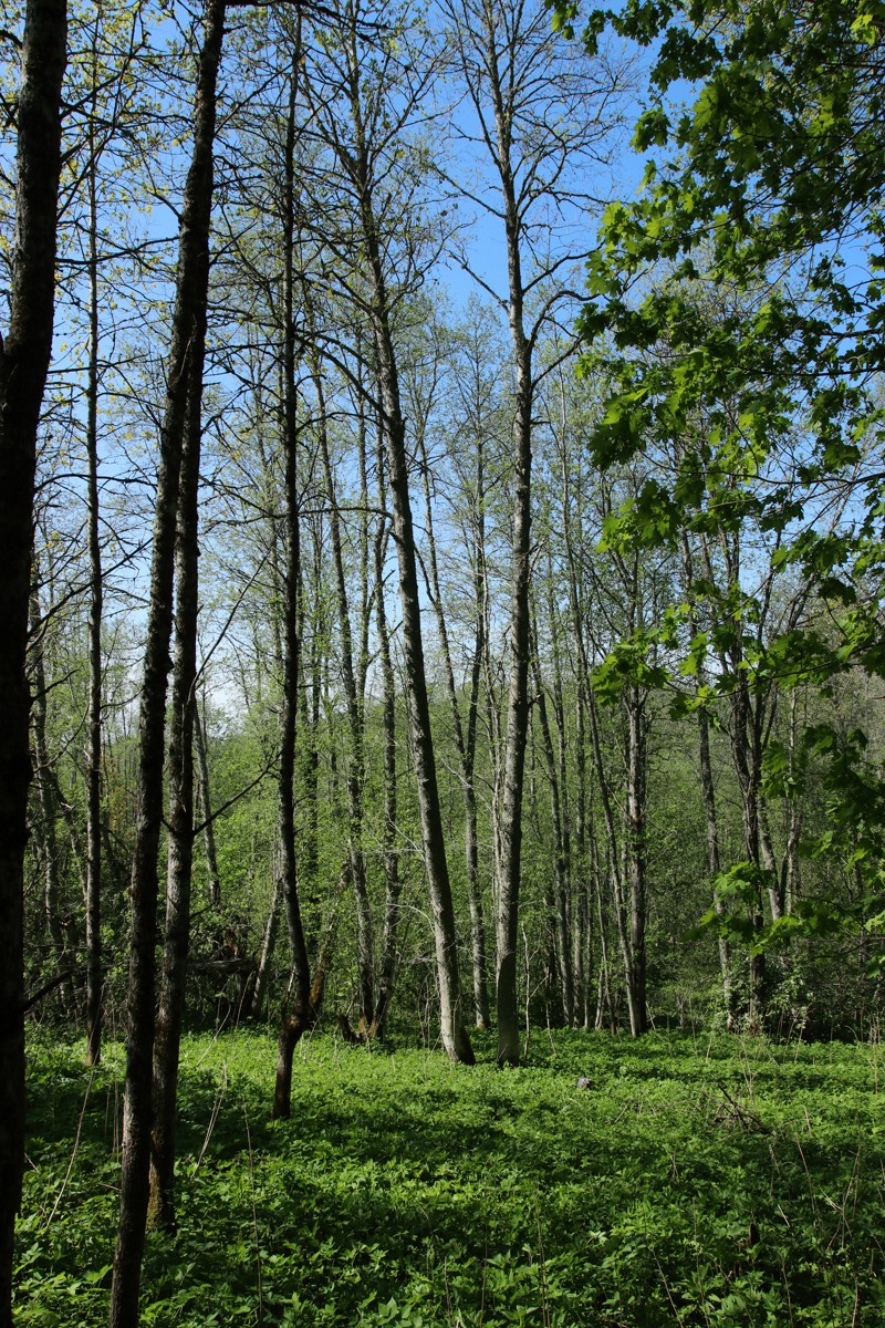 Ламошка, image of landscape/habitat.