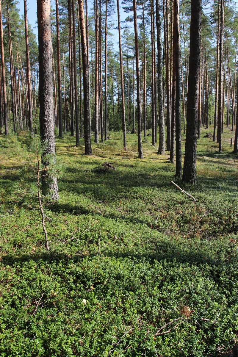 Сурмино, изображение ландшафта.