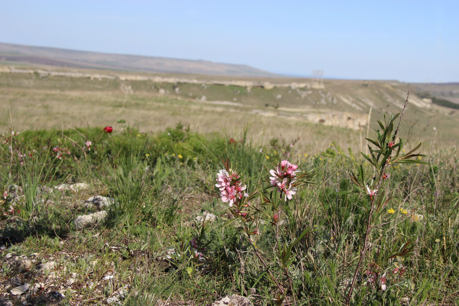 Белая Скала (Ак-Кая), image of landscape/habitat.