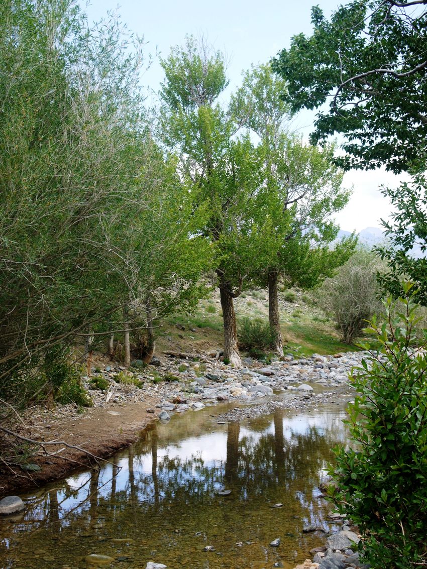 Чуйская степь, image of landscape/habitat.