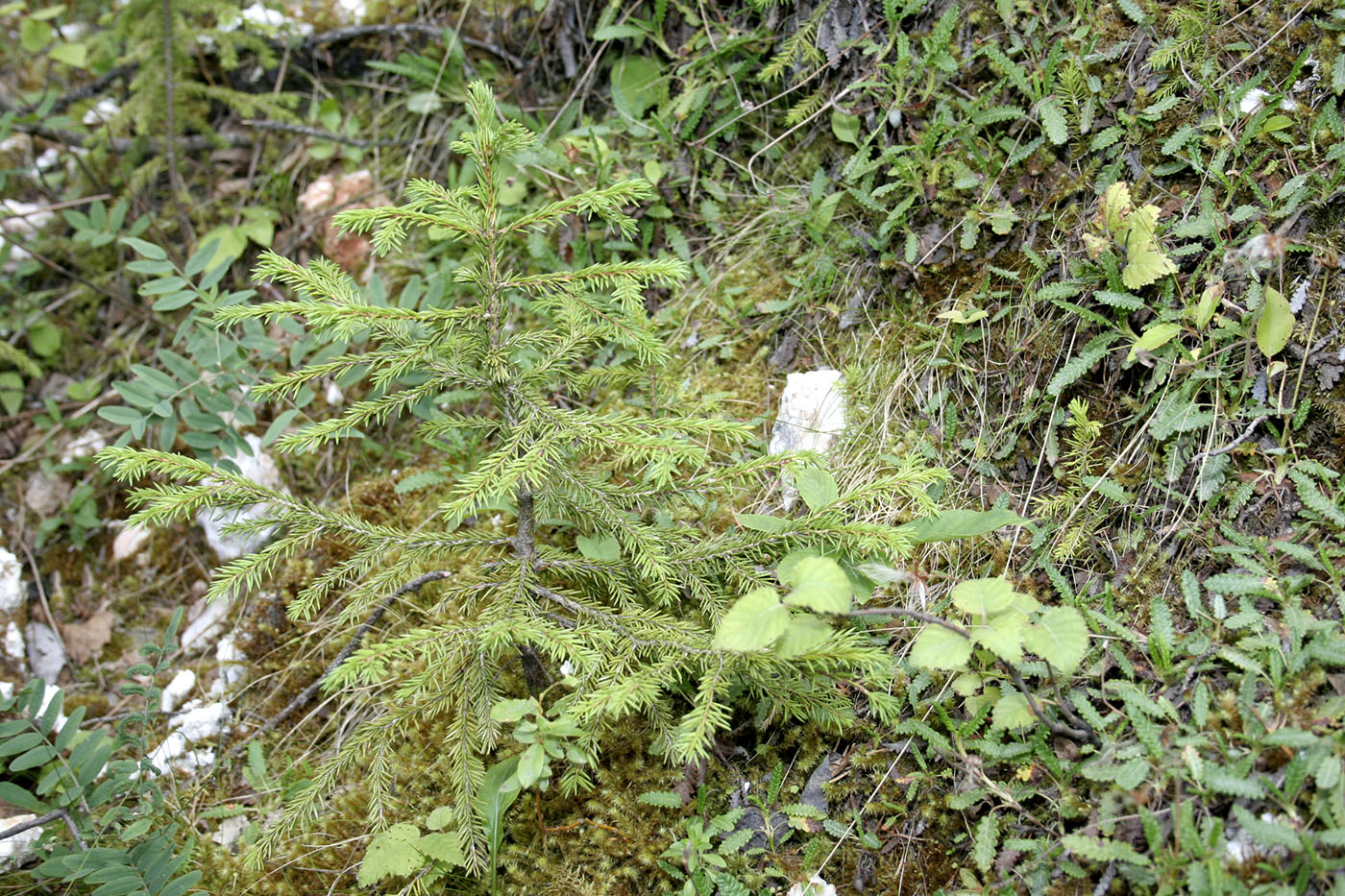 Голубинский карстовый массив, image of landscape/habitat.