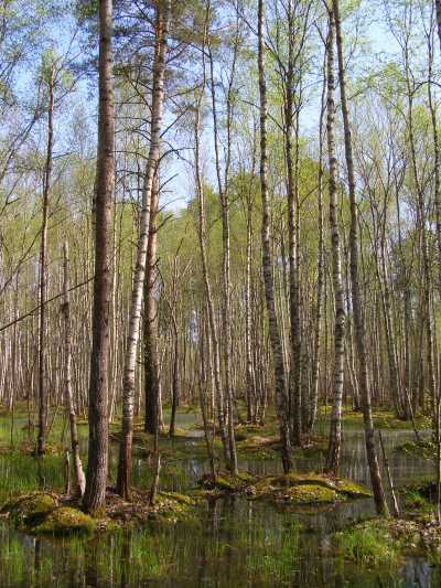 НПП "Деснянско-Старогутский", image of landscape/habitat.