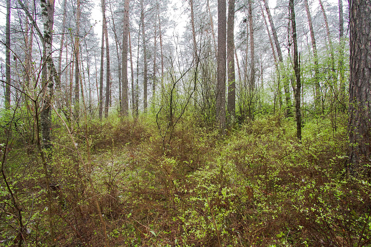 Камлак, image of landscape/habitat.