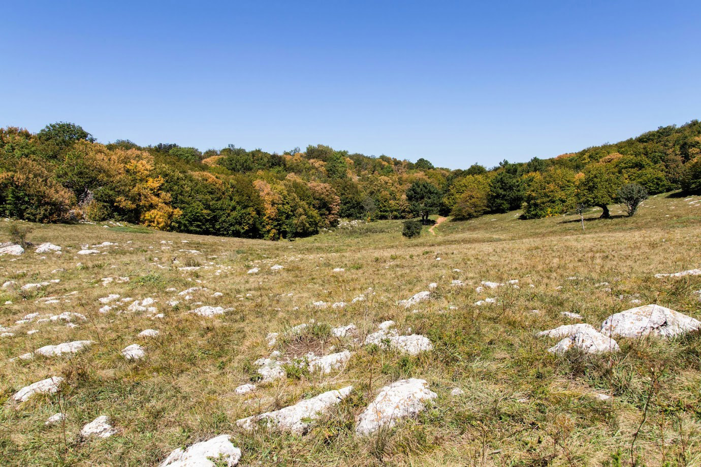 Ай-Петринская яйла, image of landscape/habitat.