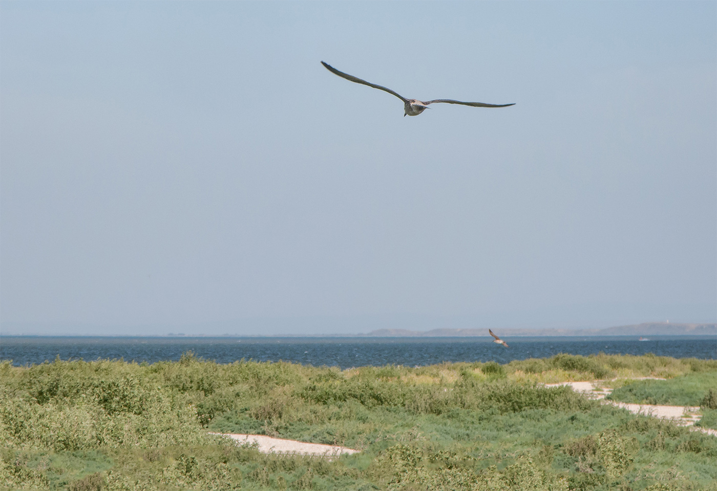 Коса Голенькая, image of landscape/habitat.