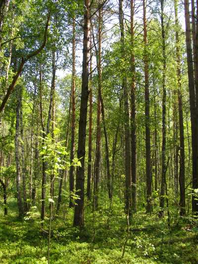 НПП "Деснянско-Старогутский", image of landscape/habitat.