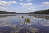 Кунчурихинский бор, image of landscape/habitat.