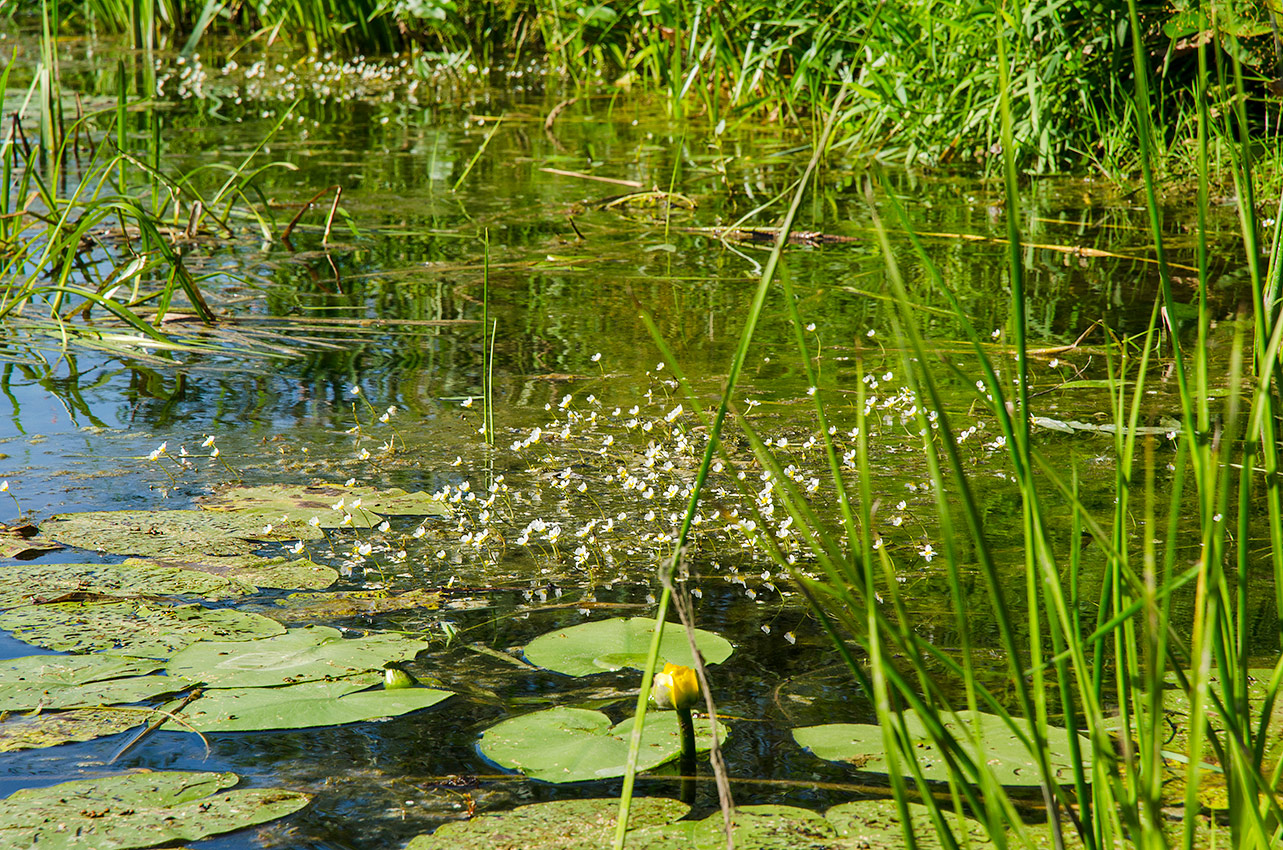 Окрестности деревни Карнаухово, image of landscape/habitat.