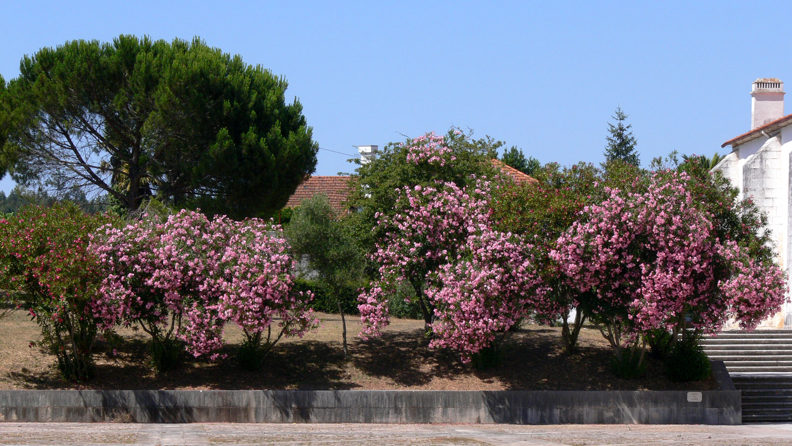 Баталья, image of landscape/habitat.