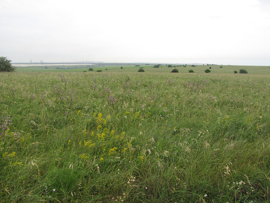 Лубушева степь, image of landscape/habitat.