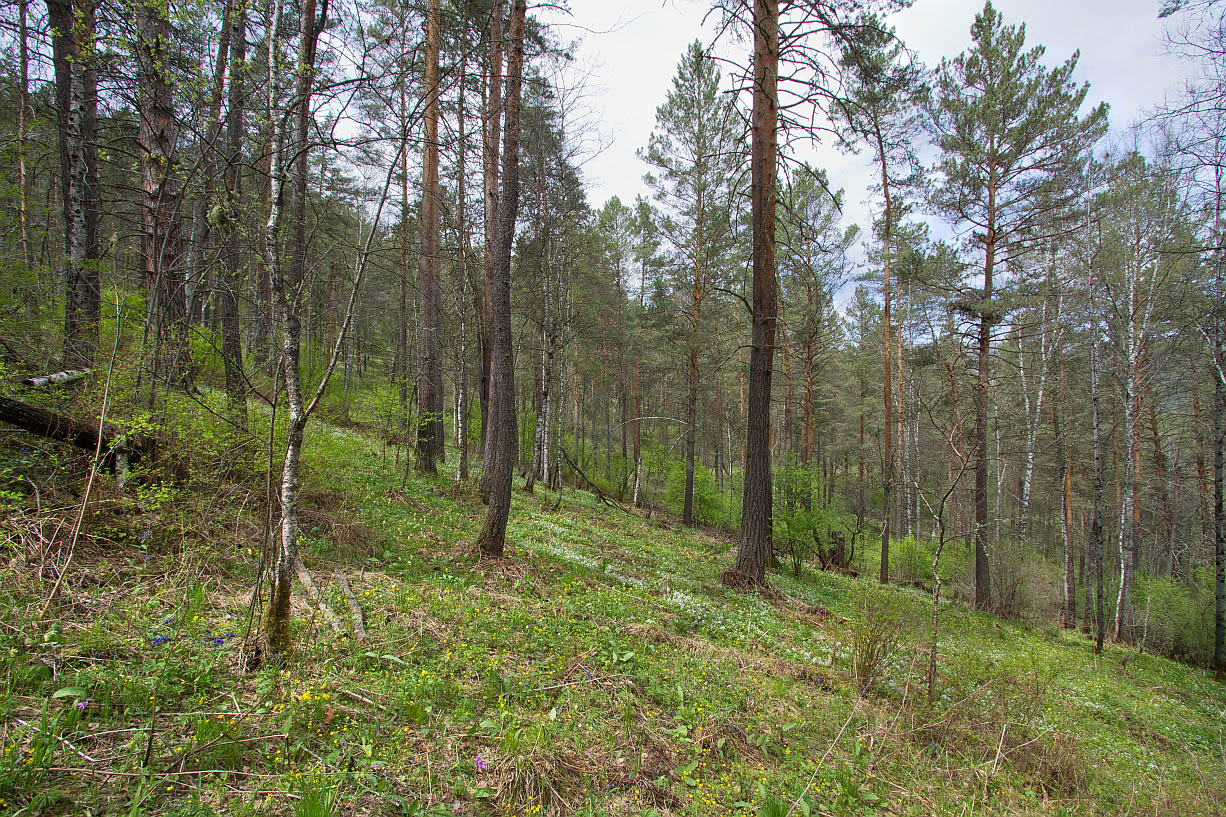 Камлак, image of landscape/habitat.