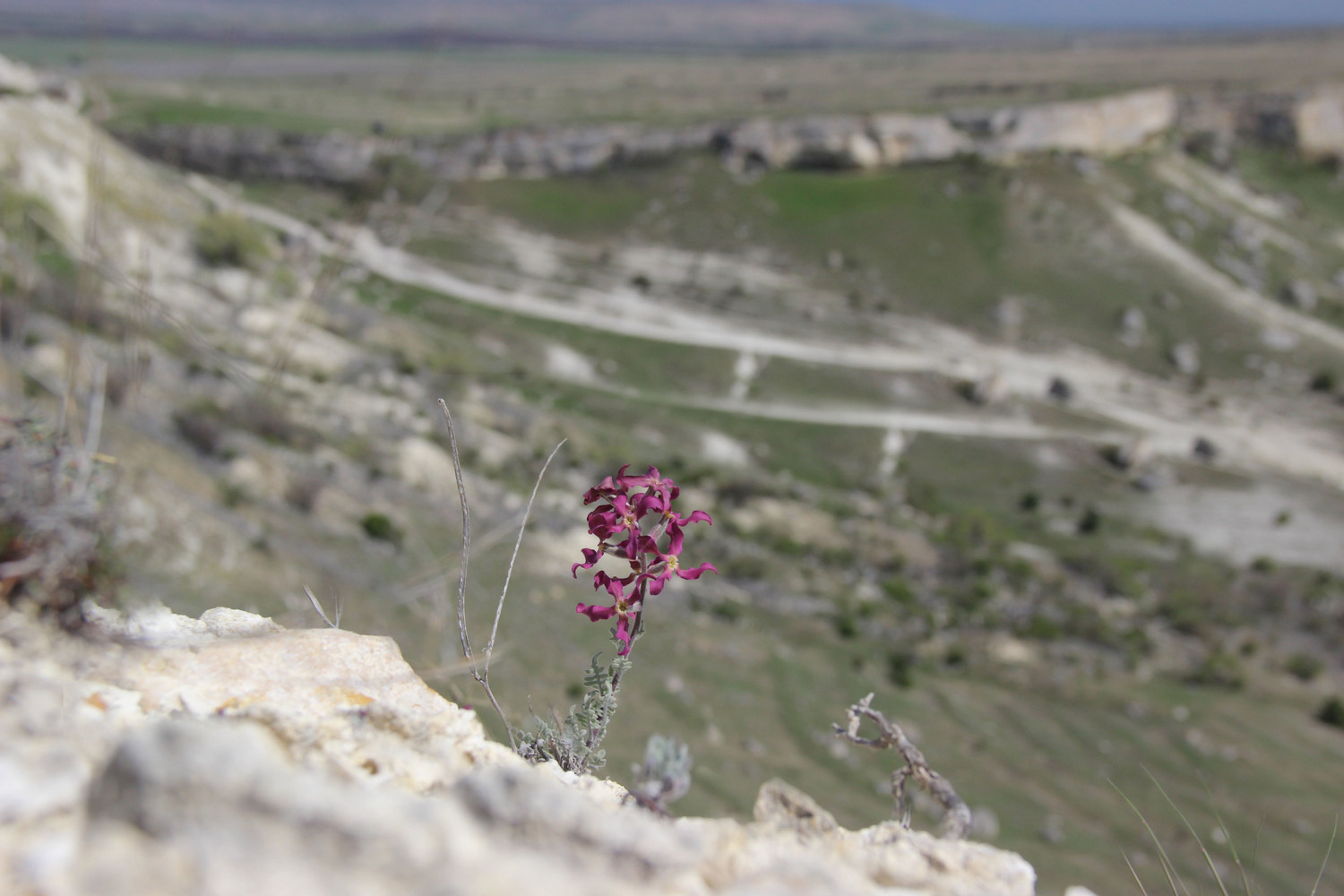 Белая Скала (Ак-Кая), image of landscape/habitat.