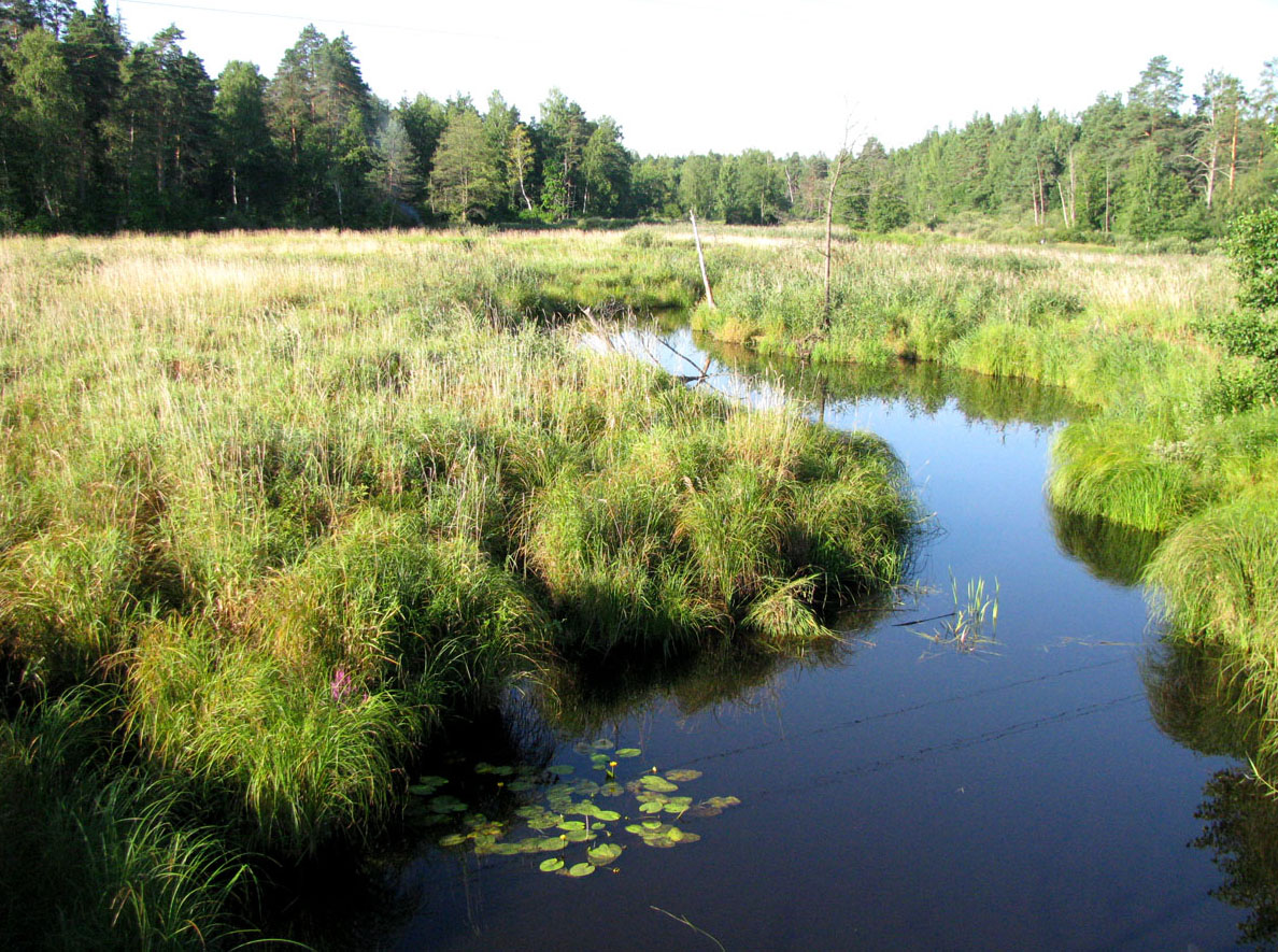 НП Мещёра, image of landscape/habitat.