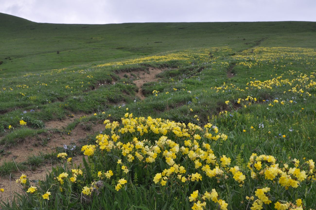 Гора Ломис-Мта, image of landscape/habitat.