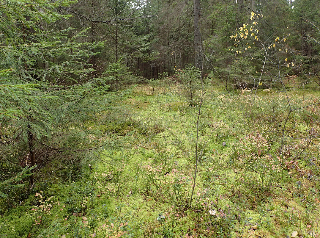 Ларцево, image of landscape/habitat.